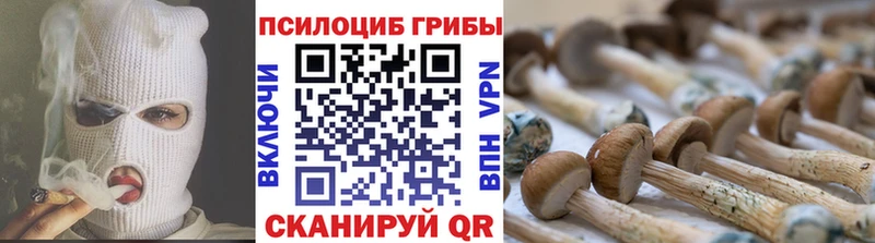 Псилоцибиновые грибы Psilocybe  купить   Ижевск 